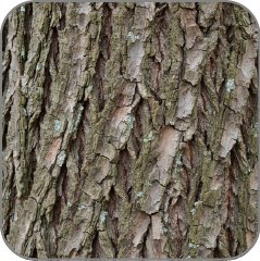Bark