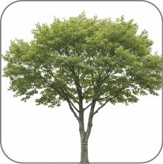 Beech