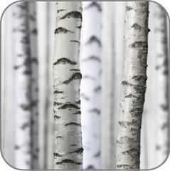 Birch
