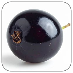 Black Currant