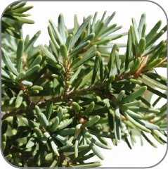 Black Hemlock or Tsuga