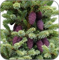 Black Spruce