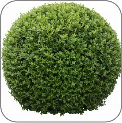 Buxus