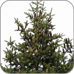 Canadian Balsam