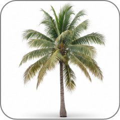 Coconut Tree