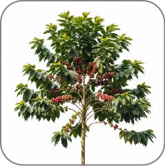 Coffee Tree