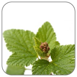 Currant Leaf and Bud