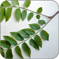 Curry Tree