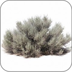 Desert Sagebrush