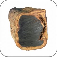 Ebony Tree