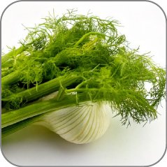 Fennel