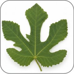 Fig tree