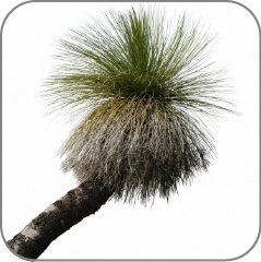 Grass Tree