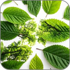 Forest Foliage