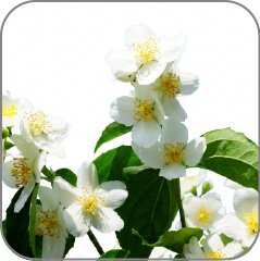 Hedione