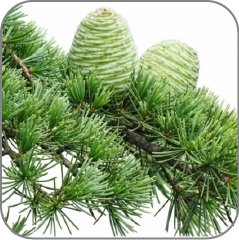 Himalayan Cedar