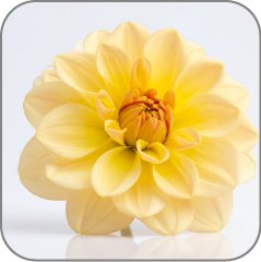 Jonquille