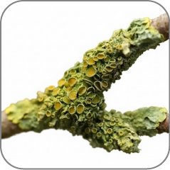 Lichen