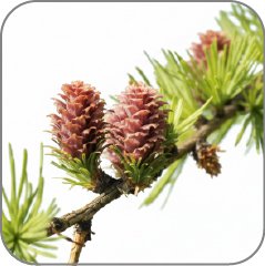 Larch