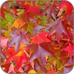 Liquidambar