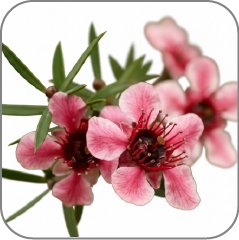 Manuka