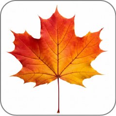 Maple