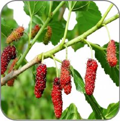 Mulberry plant
