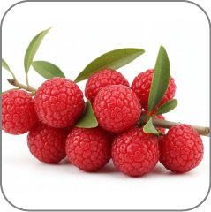 Myrica