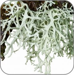 Oakmoss