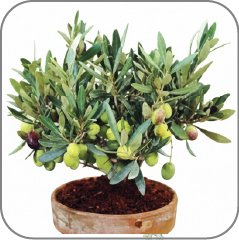 Olive Tree