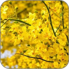 Palo Verde Tree