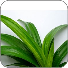 Pandan
