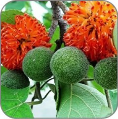 Paper Mulberry