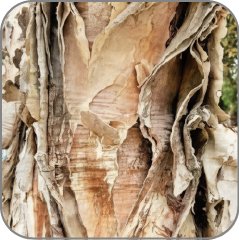 Paperbark
