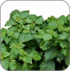 Patchouli (Green)