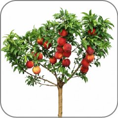 Peach Tree