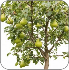 Pear Tree