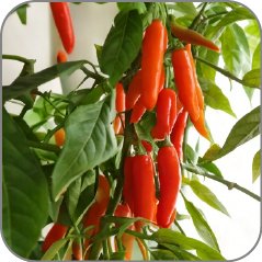 Peppertree