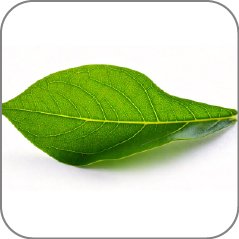 Pimento Leaf
