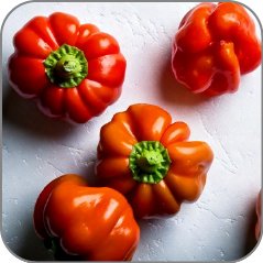 Pimento