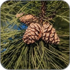 Pine Tree