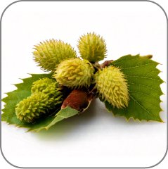 Poplar (Populus) Buds