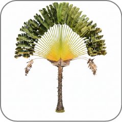 Ravenala
