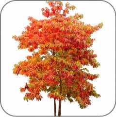 Sassafras