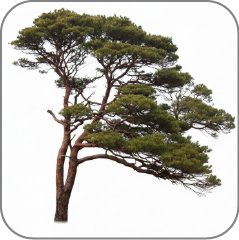 Scots pine variant