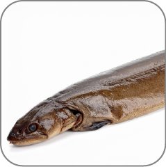Sea cucumber