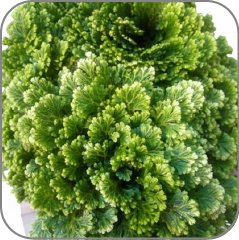 Selaginella tamariscina