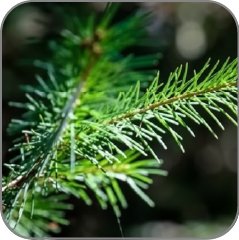 Spruce
