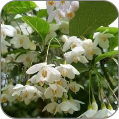 Styrax