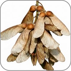 Sycamore